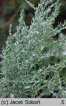 Artemisia frigida