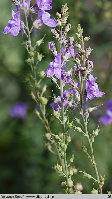 Linaria purpurea (lnica purpurowa)