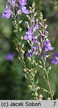 Linaria purpurea (lnica purpurowa)