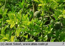 Citrus trifoliata (pomarańcza trójlistkowa)