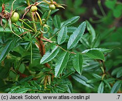 Rosa nitida (róża lśniaca)