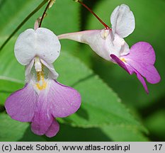 Impatiens balfourii (niecierpek Balfoura)