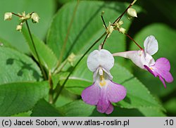 Impatiens balfourii (niecierpek Balfoura)