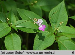 Impatiens balfourii (niecierpek Balfoura)