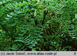 Sophora koreensis (szupin koreański)