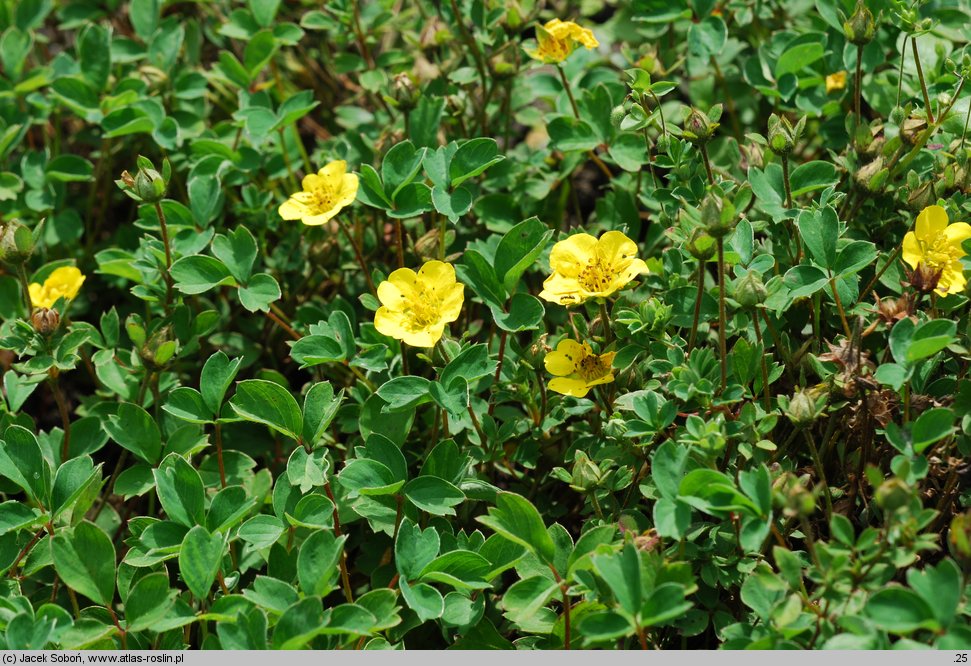 Sibbaldia cuneifolia (pięciornik klinolistny)