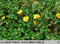 Sibbaldia cuneifolia (pięciornik klinolistny)