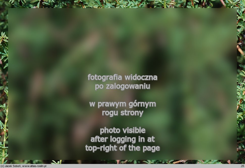 Caragana pygmaea (karagana karłowata)