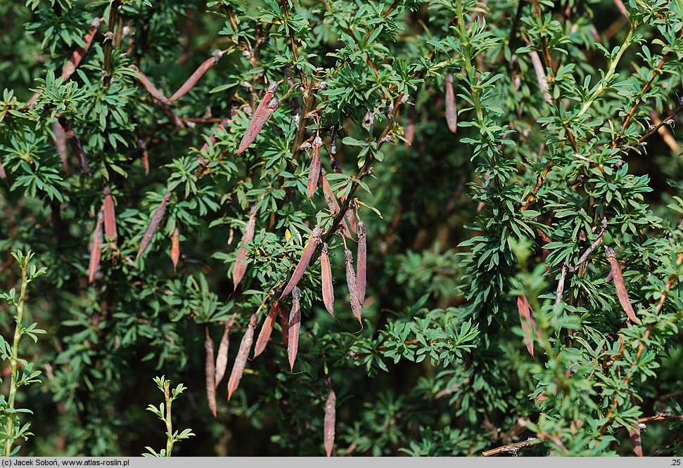 Caragana pygmaea (karagana karłowata)