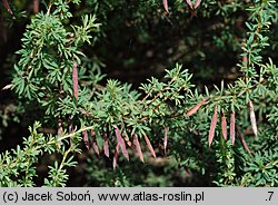 Caragana pygmaea (karagana karłowata)