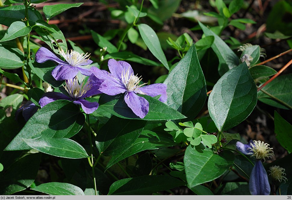 Clematis Arabella