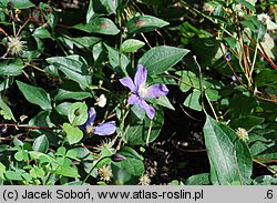 Clematis Arabella