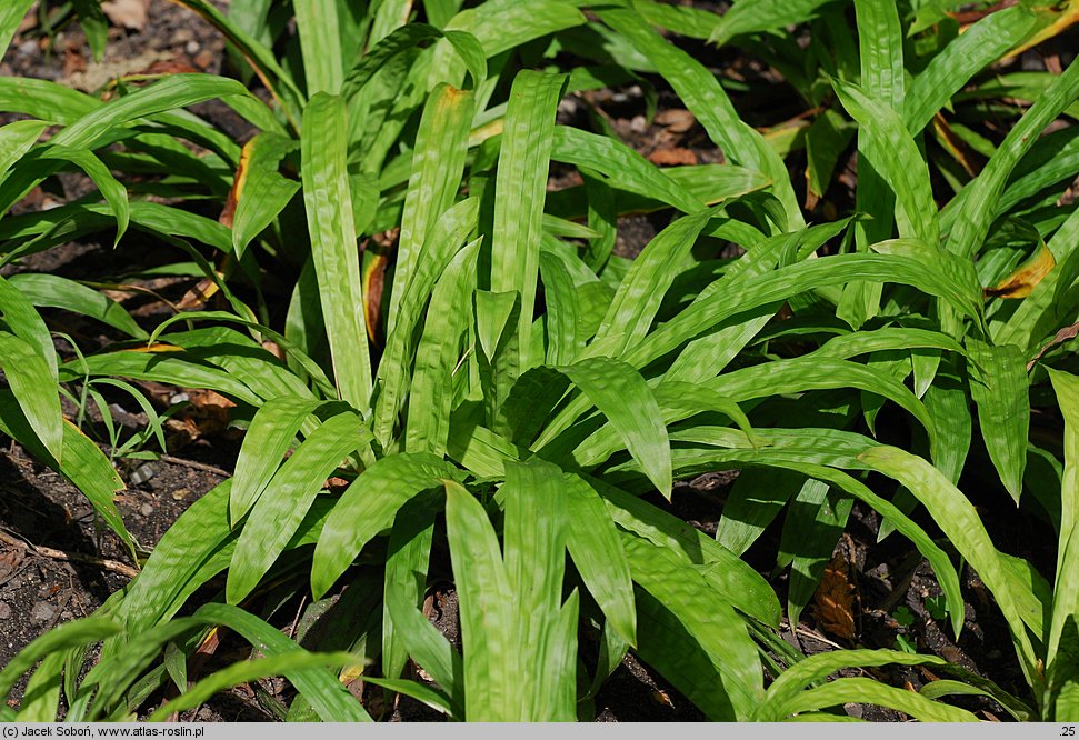 Carex plantaginea (turzyca babkowata)