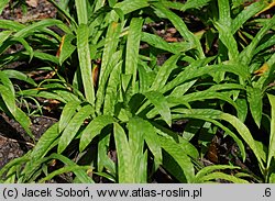 Carex plantaginea (turzyca babkowata)