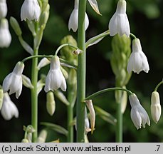 Ornithogalum candicans (galtonia biaława)