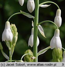 Ornithogalum candicans (galtonia biaława)