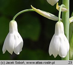 Ornithogalum candicans (galtonia biaława)