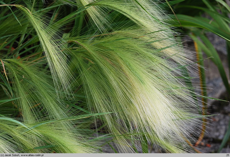 Hordeum jubatum (jęczmień grzywiasty)