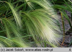 Hordeum jubatum (jęczmień grzywiasty)