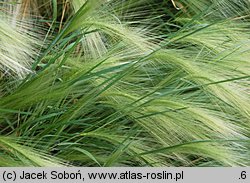 Hordeum jubatum (jęczmień grzywiasty)