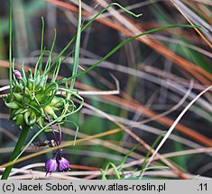 Allium carinatum (czosnek grzebieniasty)
