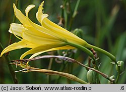 Hemerocallis thunbergii (liliowiec Thunberga)