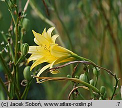 Hemerocallis thunbergii (liliowiec Thunberga)