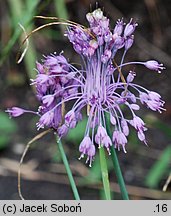 Allium coloratum (czosnek nadobny)