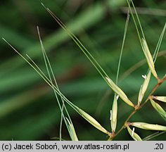 Hystrix patula (jeżotka rozpierzchła)