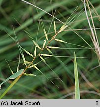 Hystrix patula (jeżotka rozpierzchła)