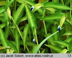 Commelina erecta (komelina wzniesiona)