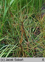 Asphodeline liburnica (złotnica liguryjska)