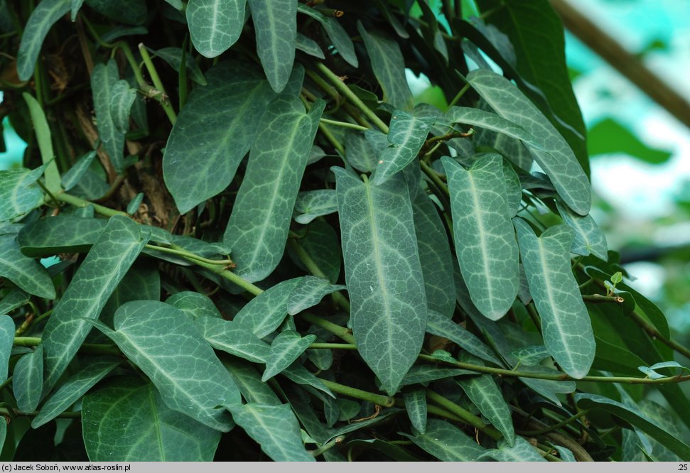 Hedera pastuchovii