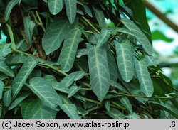 Hedera pastuchovii