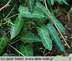 Hedera pastuchovii