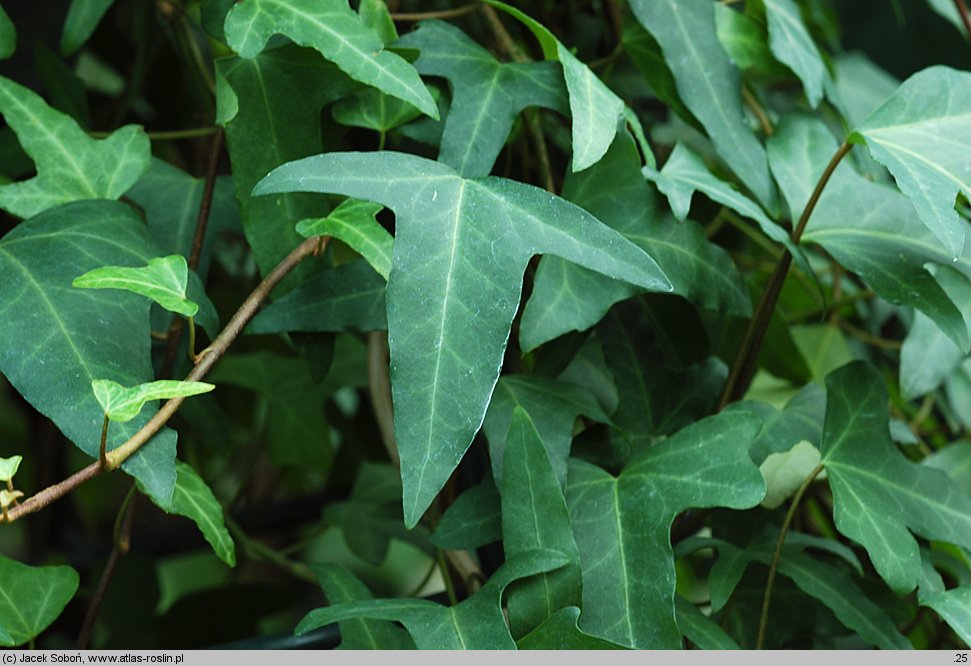 Hedera maderensis