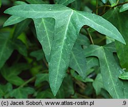 Hedera maderensis