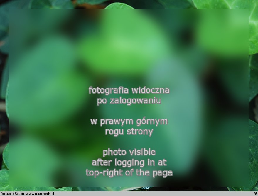 Hedera hibernica (bluszcz irlandzki)