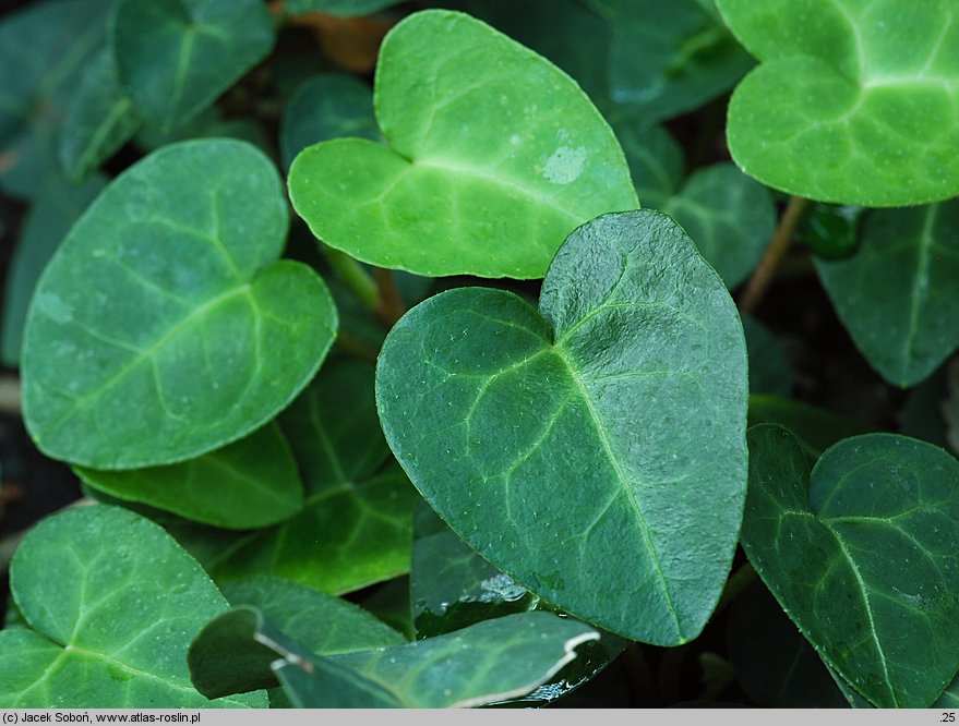 Hedera hibernica (bluszcz irlandzki)