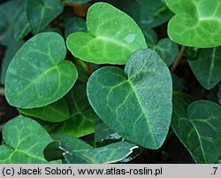 Hedera hibernica (bluszcz irlandzki)