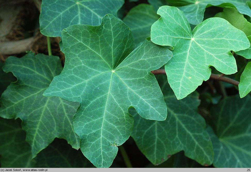 Hedera azorica