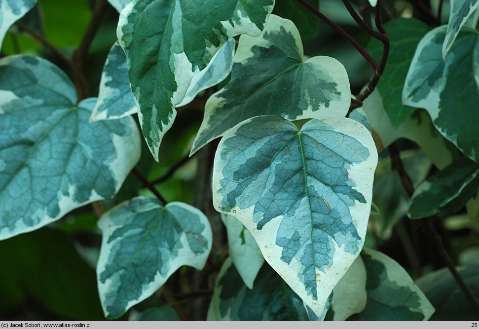 Hedera canariensis