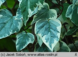 Hedera canariensis