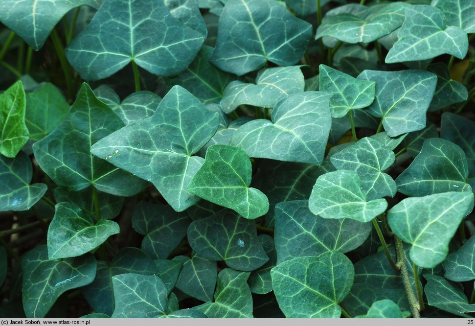 Hedera rhombea