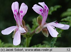 Pelargonium denticulatum (pelargonia ząbkowana)