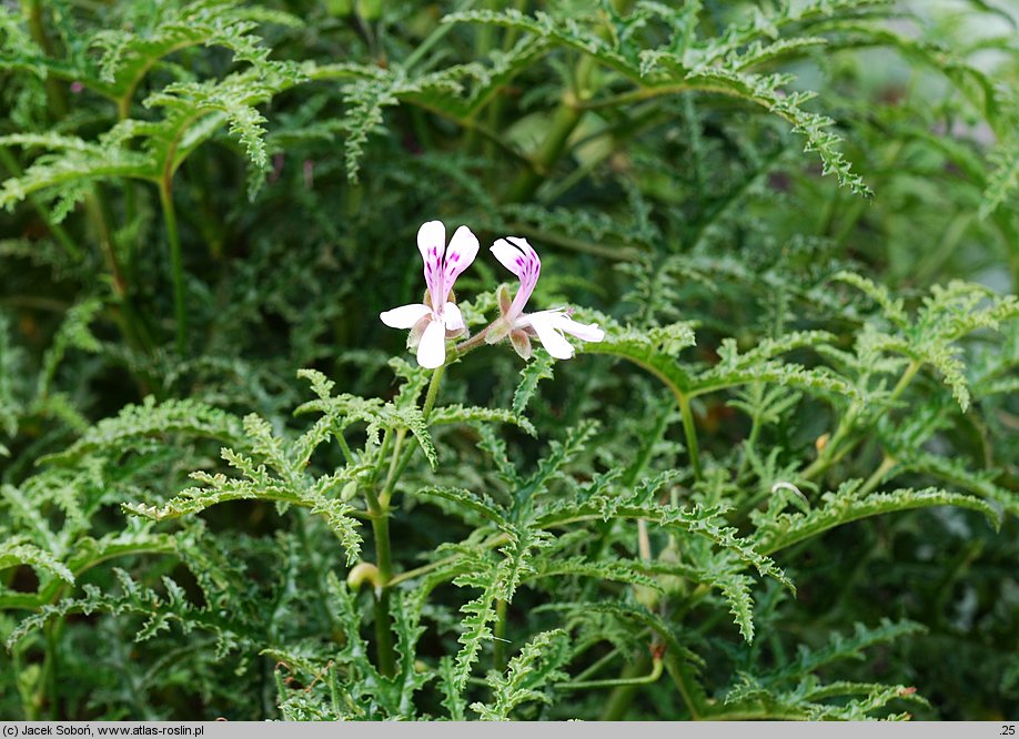 Pelargonium denticulatum (pelargonia ząbkowana)