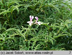 Pelargonium denticulatum (pelargonia ząbkowana)