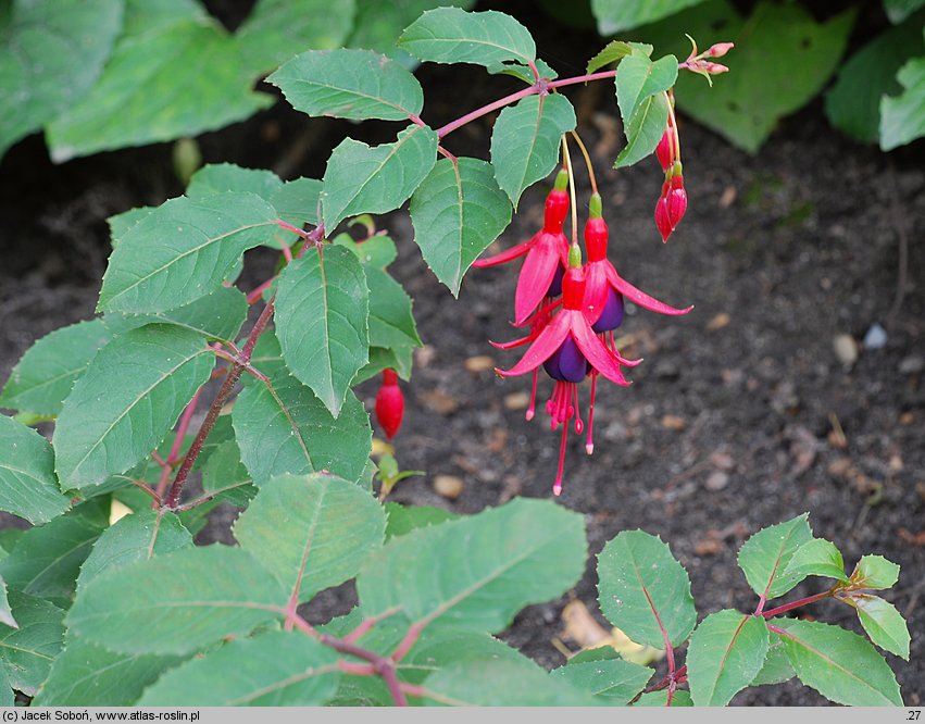 Fuchsia Mrs Popple