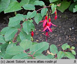 Fuchsia Mrs Popple