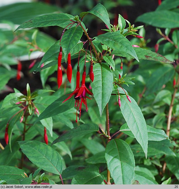 Fuchsia regia